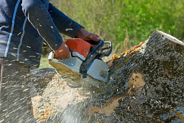 Best Storm Damage Tree Cleanup  in Sultan, WA